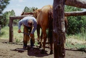 Chris Shoeing Horses